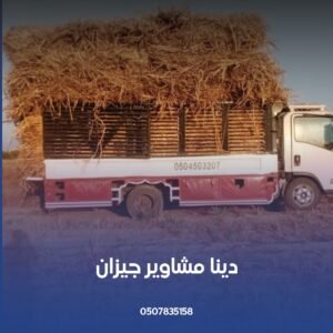 دينا مشاوير
